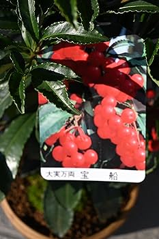 縁起物＊縁起木【万両の赤ちゃん苗3株を素敵な盆栽鉢に！】東京檜原村産＊完全無農薬 縁起物＊縁起木【万両の赤ちゃん苗3株を素敵な盆栽鉢